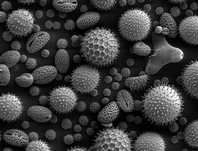 polen-pod-elektronskim-mikroskopom